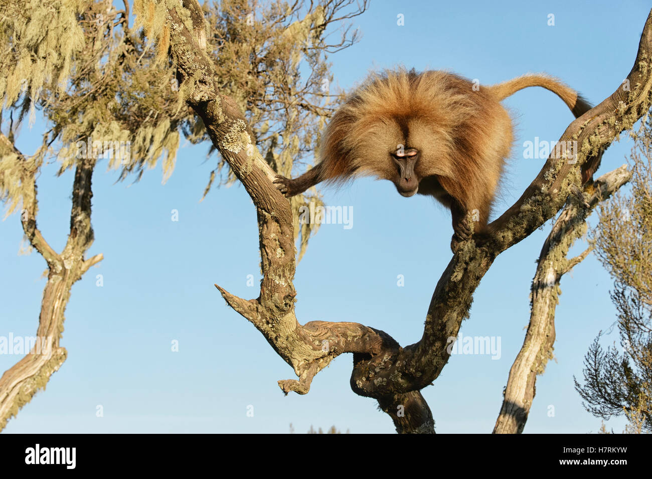 Gélada (Theropithecus gelada), l'Éthiopie ; montagnes Semian Banque D'Images