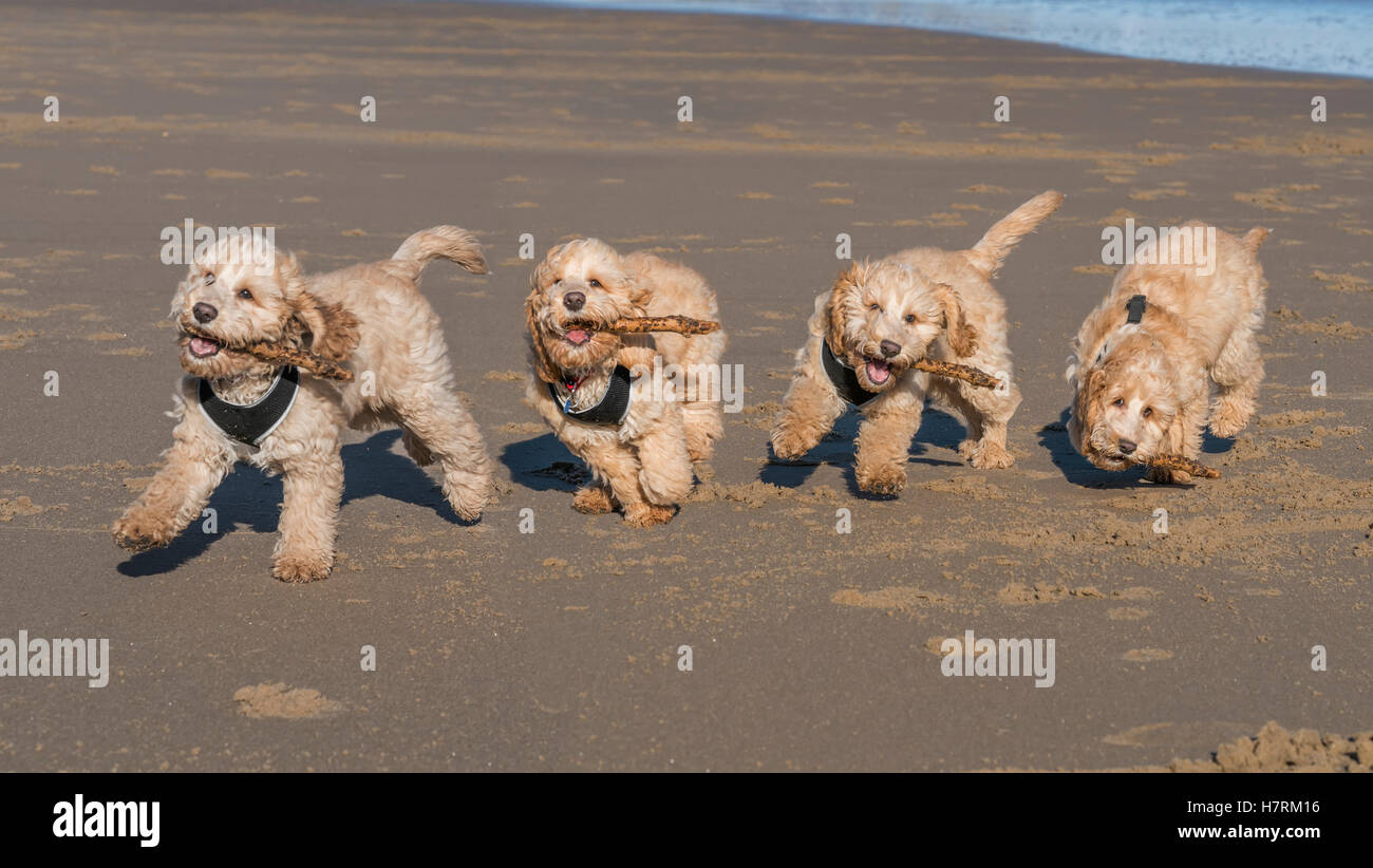 Image composite d'une cockapoo exécuté sur la plage, avec 5 images consécutives ; à South Shields, Tyne and Wear, England Banque D'Images