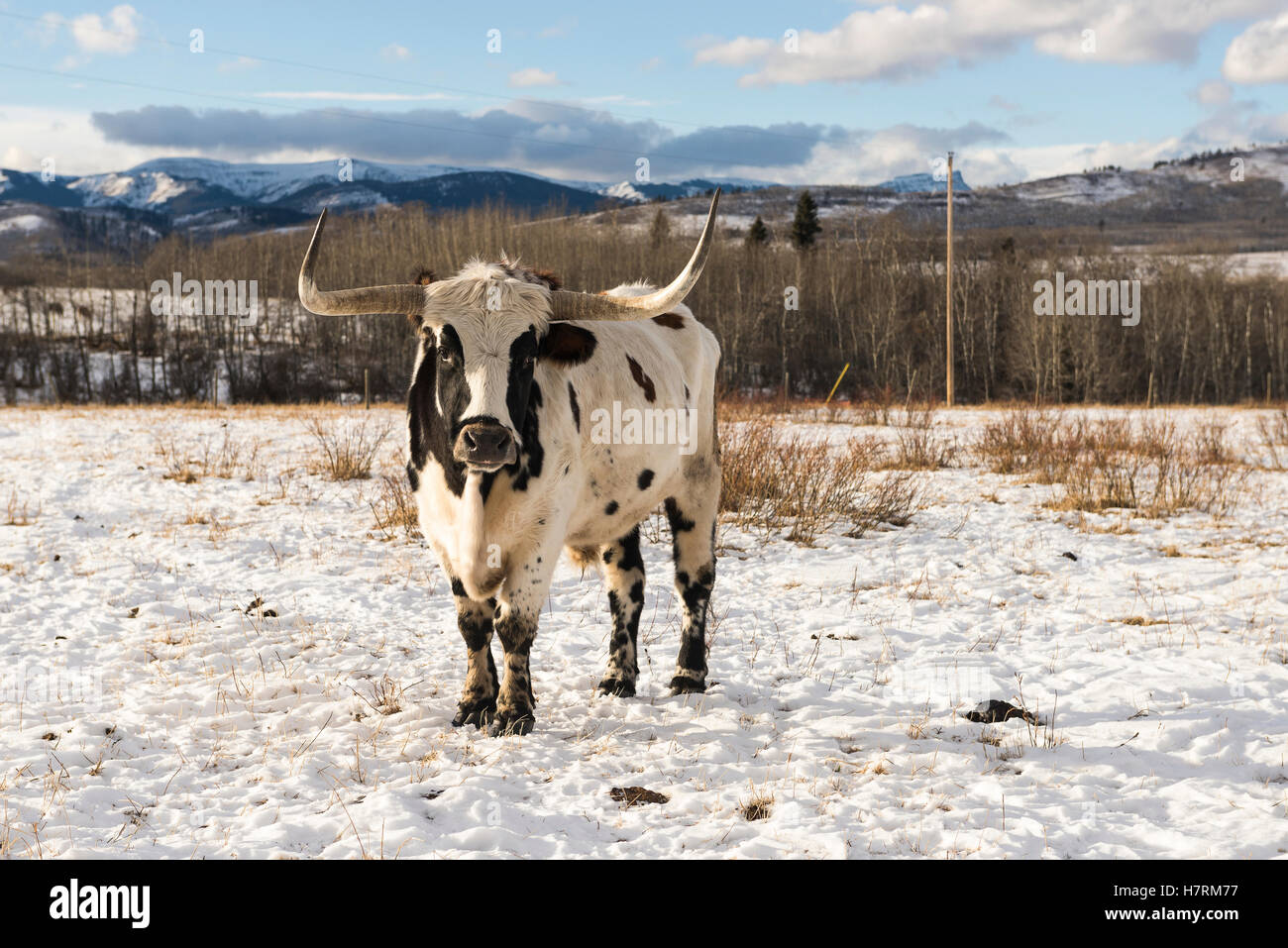 Longhorn cow se dresse sur un terrain couvert de neige, les lacs de la chaîne ; Alberta, Canada Banque D'Images