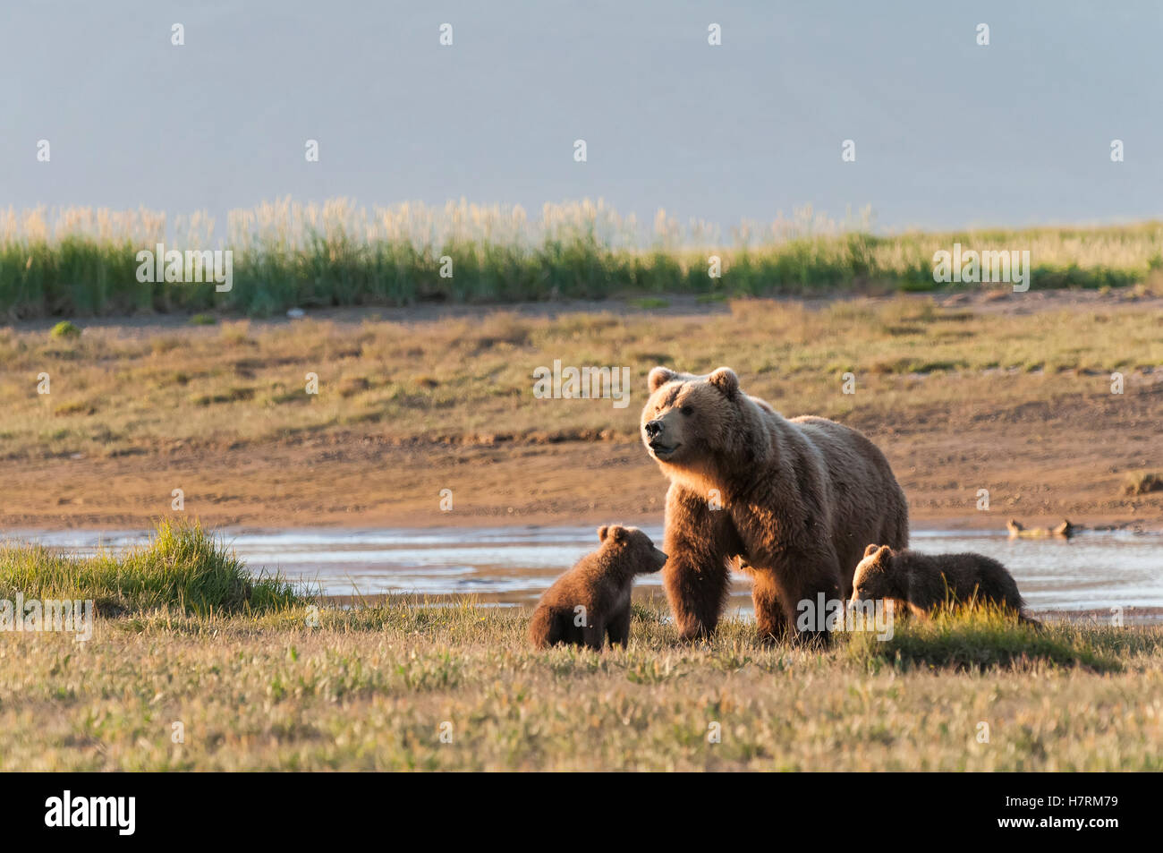 Ours brun (ursus arctos) et d'oursons, Katmai National Park, Alaska, États-Unis d'Amérique Banque D'Images