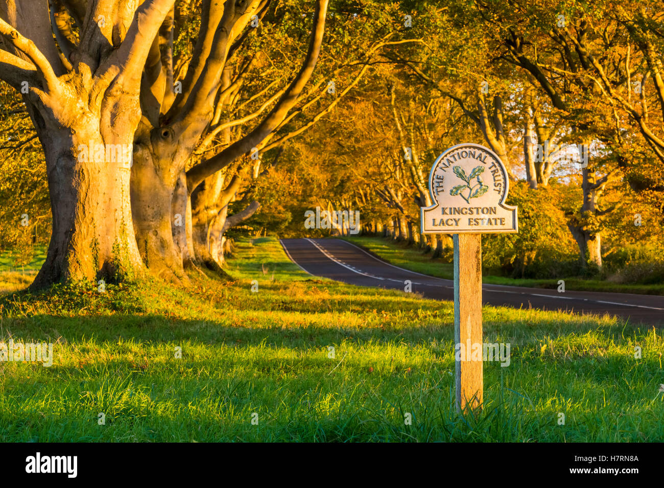 Wimborne, Dorset, UK. Nov 7, 2016. Météo britannique. La fin de l'après-midi soleil automne doré illumine le lieu emblématique de hêtre sur la B3082 Blandford Road à Badbury Rings près de Kingston Lacy à Wimborne dans le Dorset. L'avenue d'arbres est mis à jour par le National Trust, mais est progressivement remplacé par une nouvelle avenue d'arbres plus loin du bord de la route en raison de l'âge des arbres qui les rend fragiles et dangereux. L'image a été prise à partir d'un droit de passage public. Credit : Graham Hunt/Alamy Live News Banque D'Images