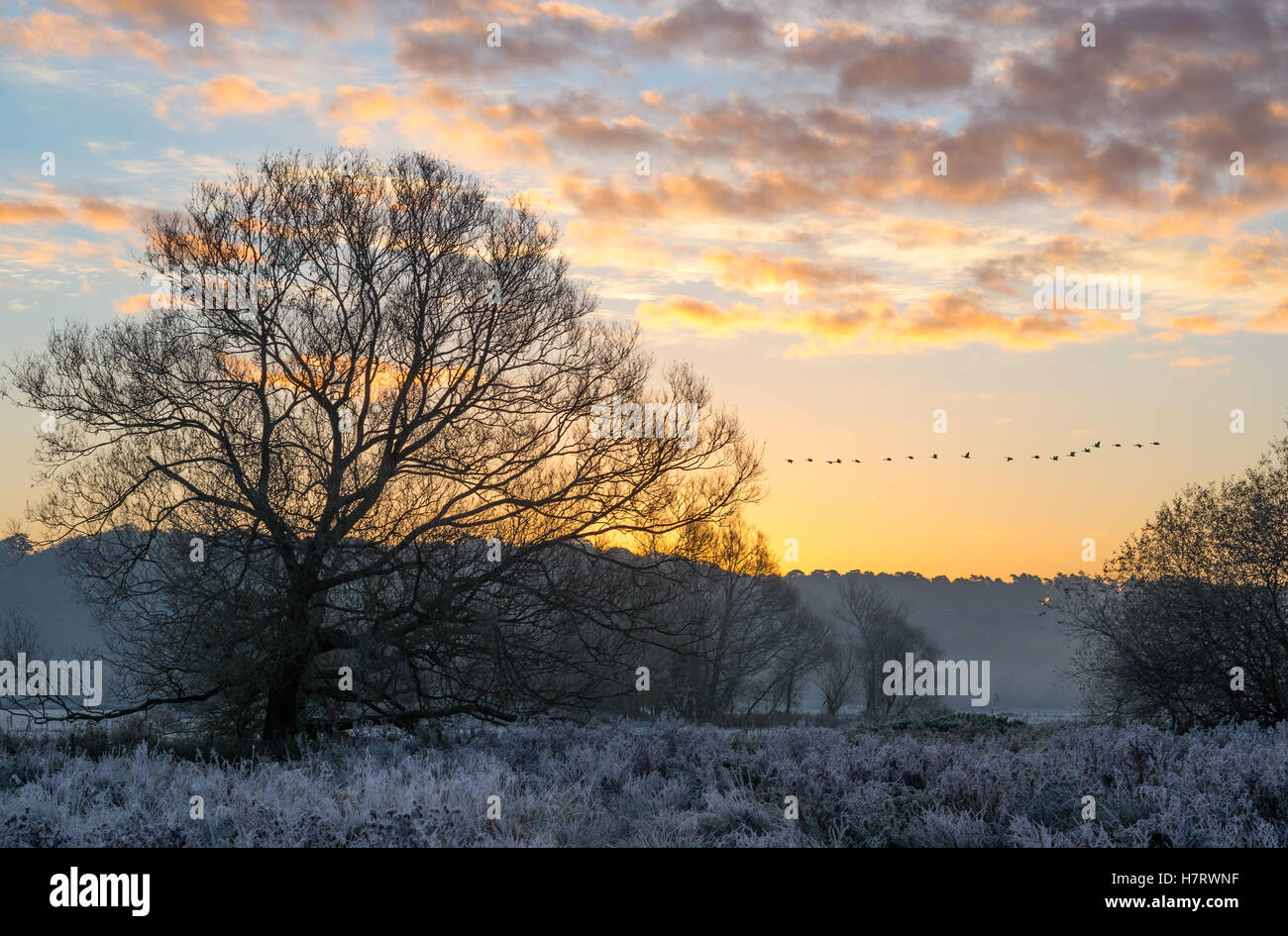Troupeau d'oiseaux volant dans une ligne d'un matin d'hiver glacial, campagne, scène de la rivière Avon Valley sur le bord de la New Forest, Hampshire, England, UK Banque D'Images