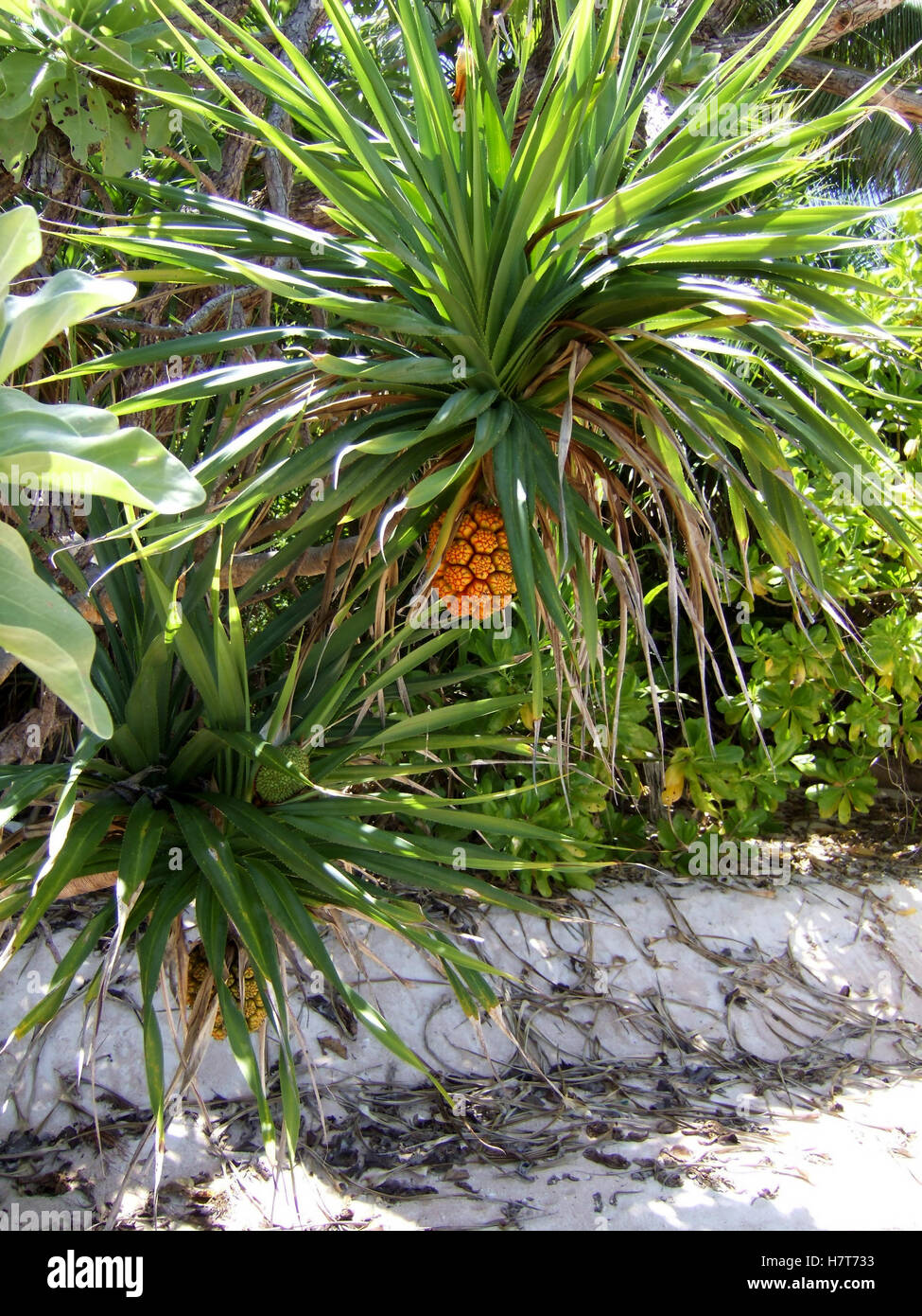 Fruit de pandanus Banque D'Images