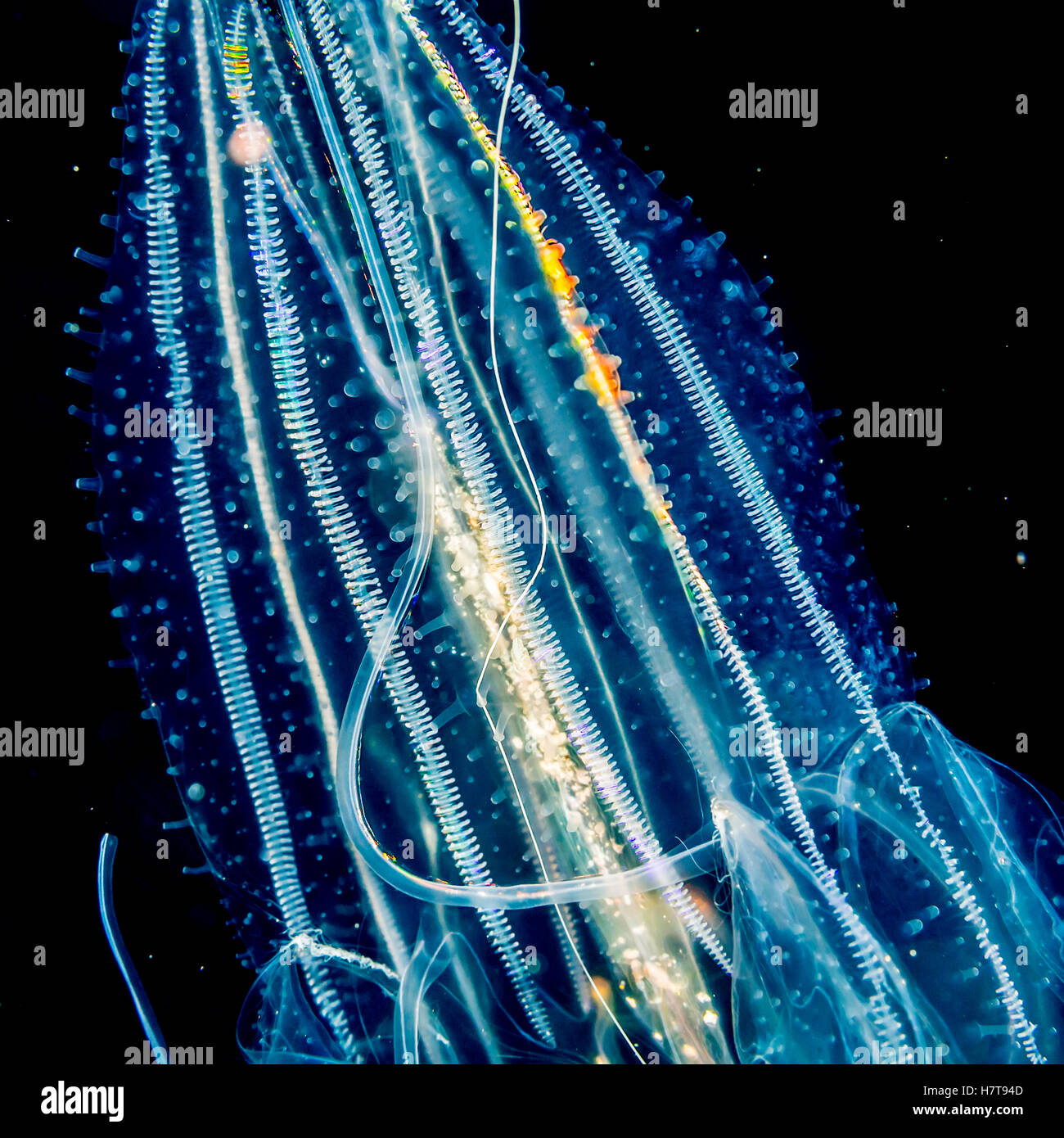 Transparent comb jellyfish Banque de photographies et d’images à haute
