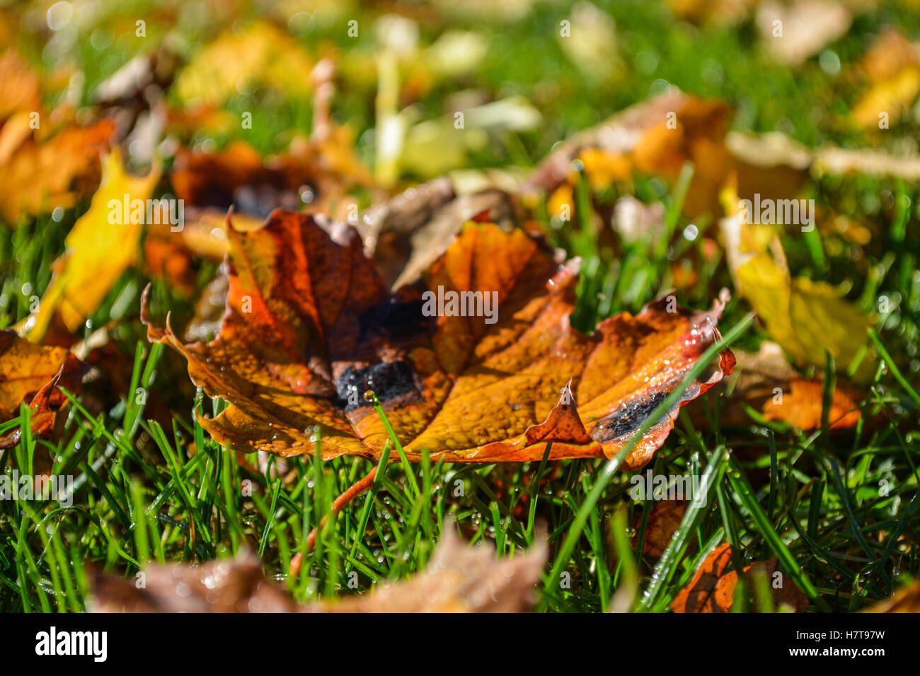 Gros plan sur une feuille d'automne couverte de rosée sur l'herbe Banque D'Images