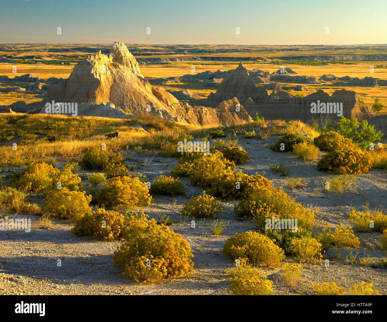 Bush Coyote (Baccharis pilularis) et dispose d'érosion en bordure des prairies, des Badlands National Park (Dakota du Sud) Banque D'Images