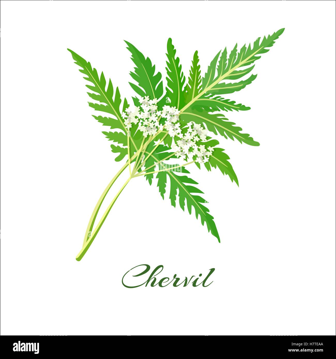 Vector illustration couleur cerfeuil fleurs Illustration de Vecteur