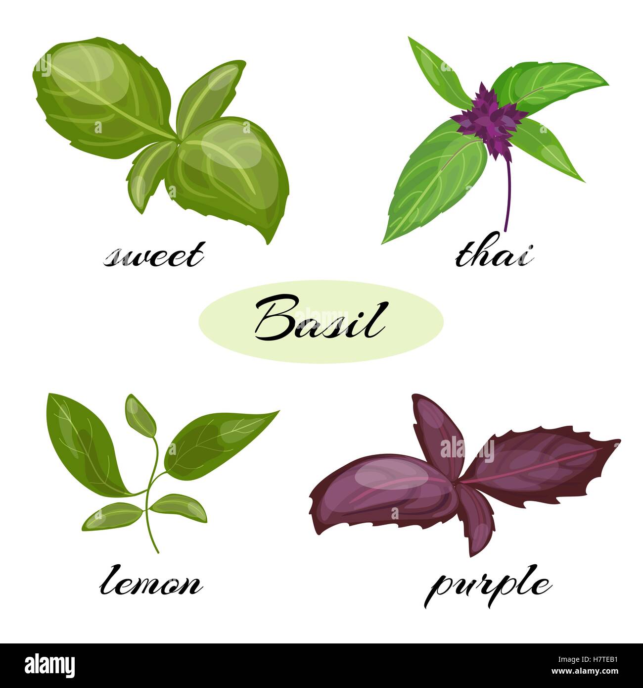 Ensemble de feuilles de basilic. Différents types de basilic. Illustration de Vecteur