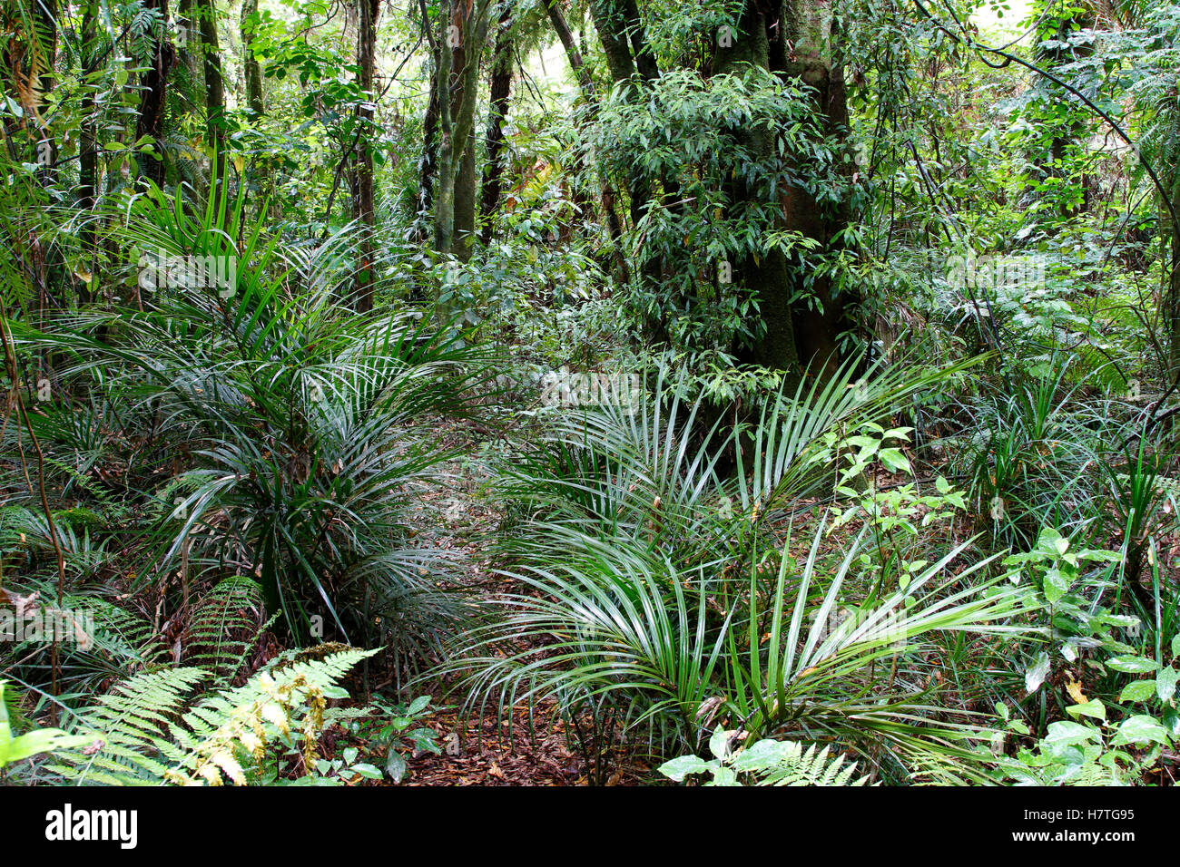 Feuillage vert luxuriant en jungle tropicale Banque D'Images