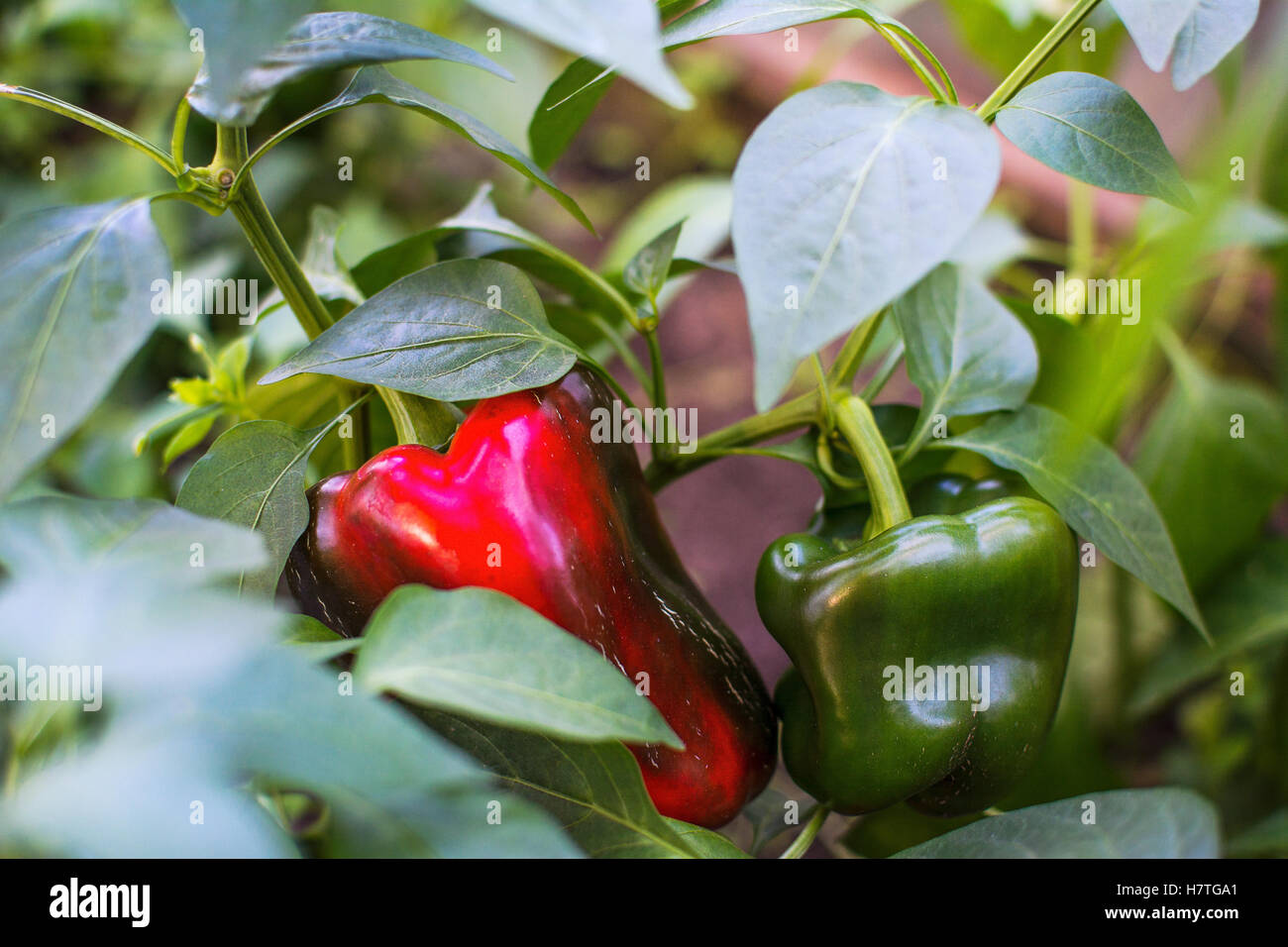 Poivron vert et rouge de plus en jardin. Cultiver des légumes frais ...
