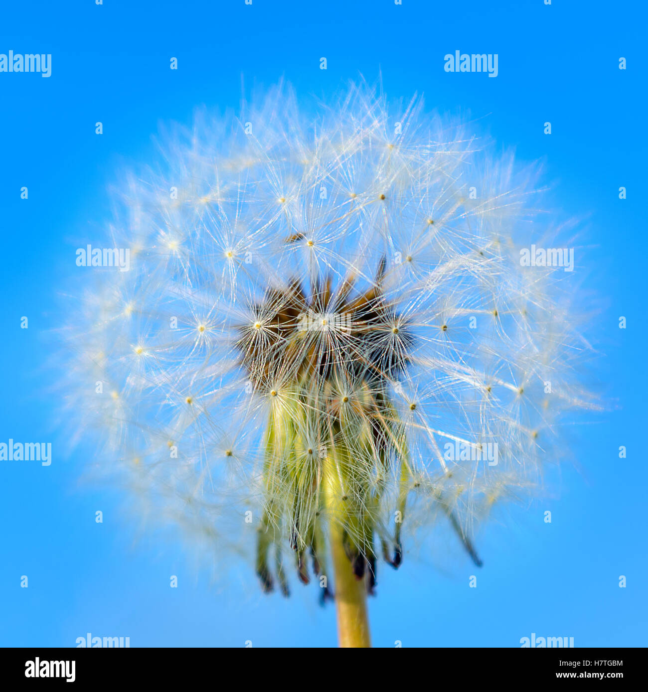 Pissenlit blanc sur le fond de ciel bleu. Summer meadow de fleurs de pissenlit. Banque D'Images