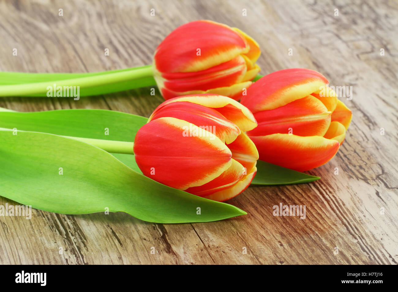 Trois tulipes colorées sur la surface en bois, gros plan Banque D'Images