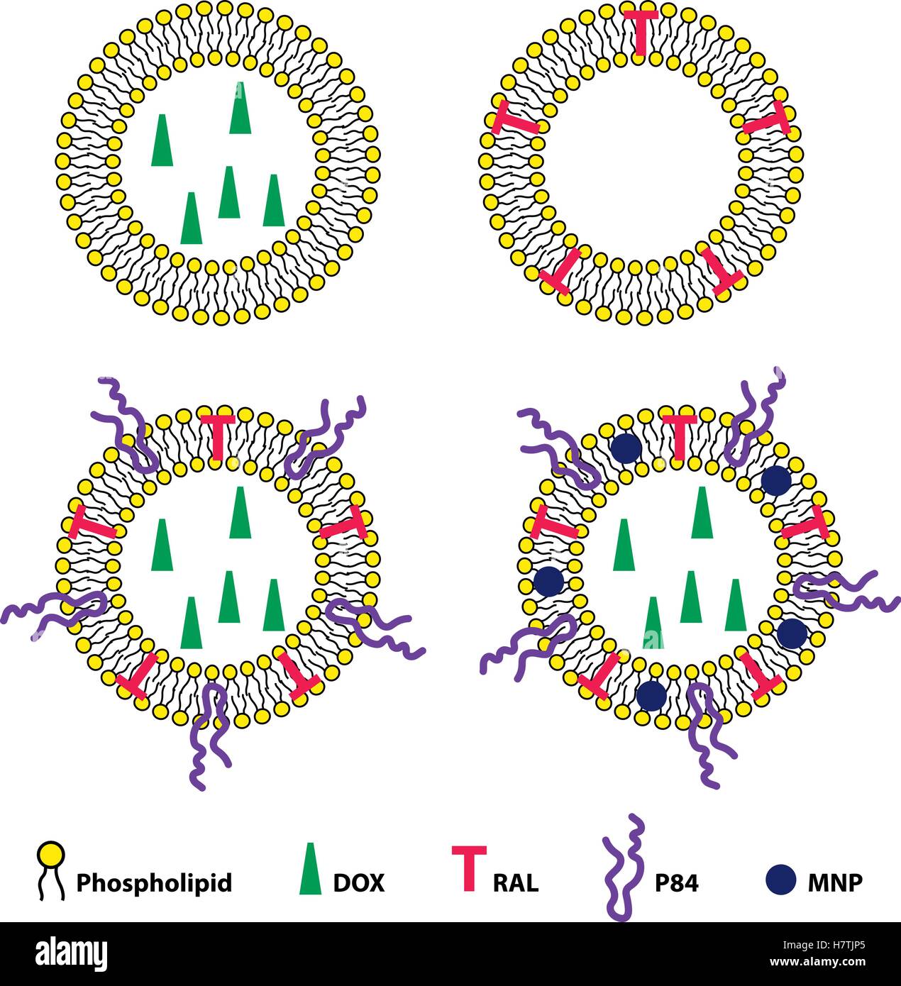 Vector illustration médicale des liposomes système de délivrance de