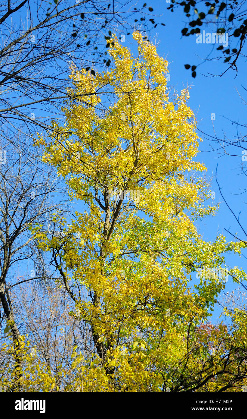 Dernier arbre en forêt pour changer de couleur et de perdre les feuilles Banque D'Images