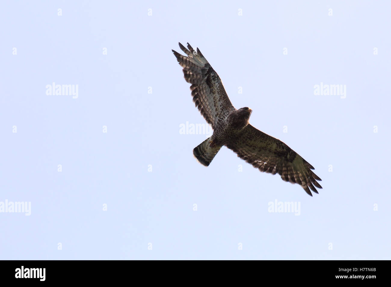 La Buse pattue (Buteo lagopus) à l'envol de ci-dessous. Banque D'Images