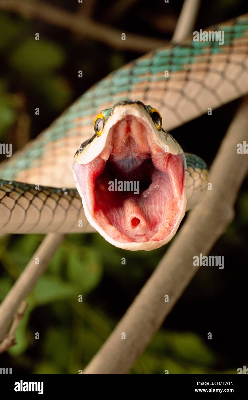 Leptophis ahaetulla Parrot (serpent) dans l'affichage, la menace de l'écosystème, le Brésil Caatinga Banque D'Images