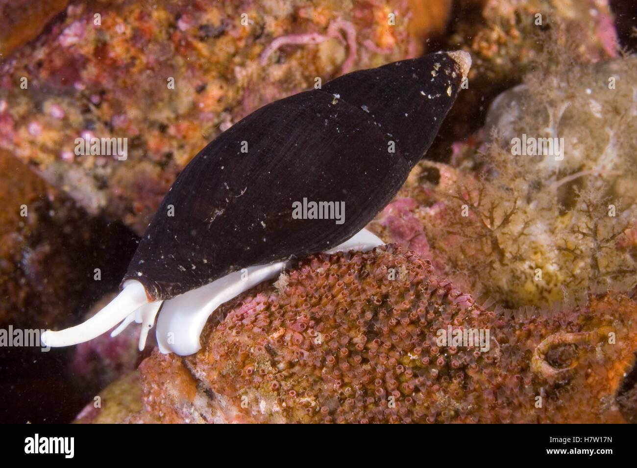 Cône de Californie (Conus californicus) avec Barb venimeux pour soumettre des proies, Monterey, Californie Banque D'Images