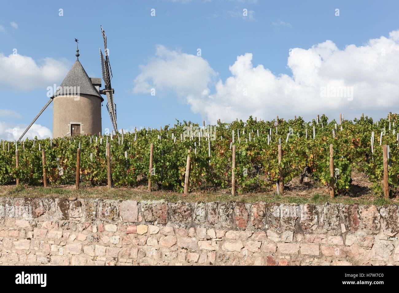 Vignoble avec ancien moulin à vent Moulin à Vent, dans le Beaujolais. France Banque D'Images