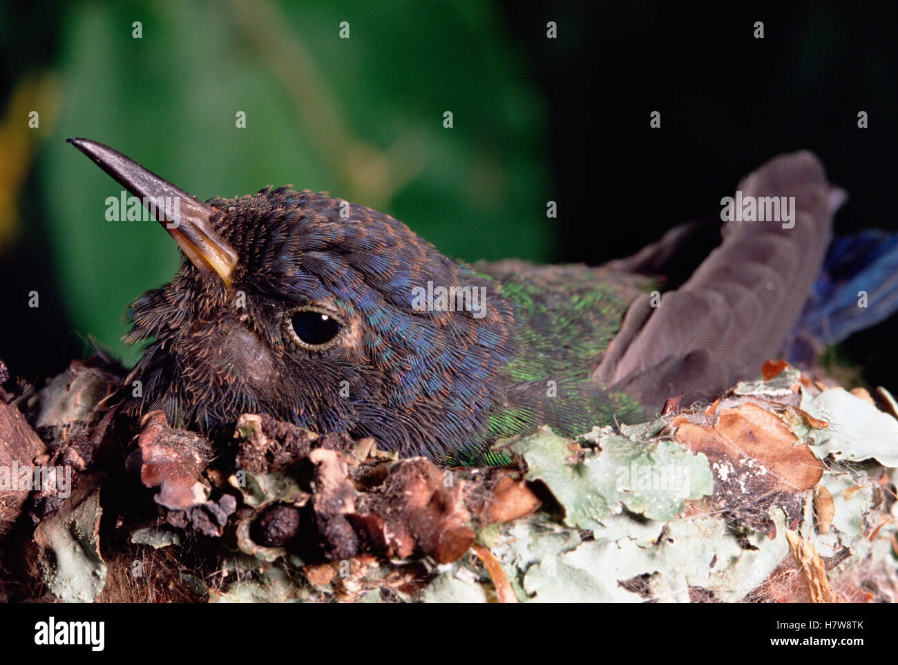 Swallowtailed Hummingbird (Eupetomena macroura) incubation des œufs