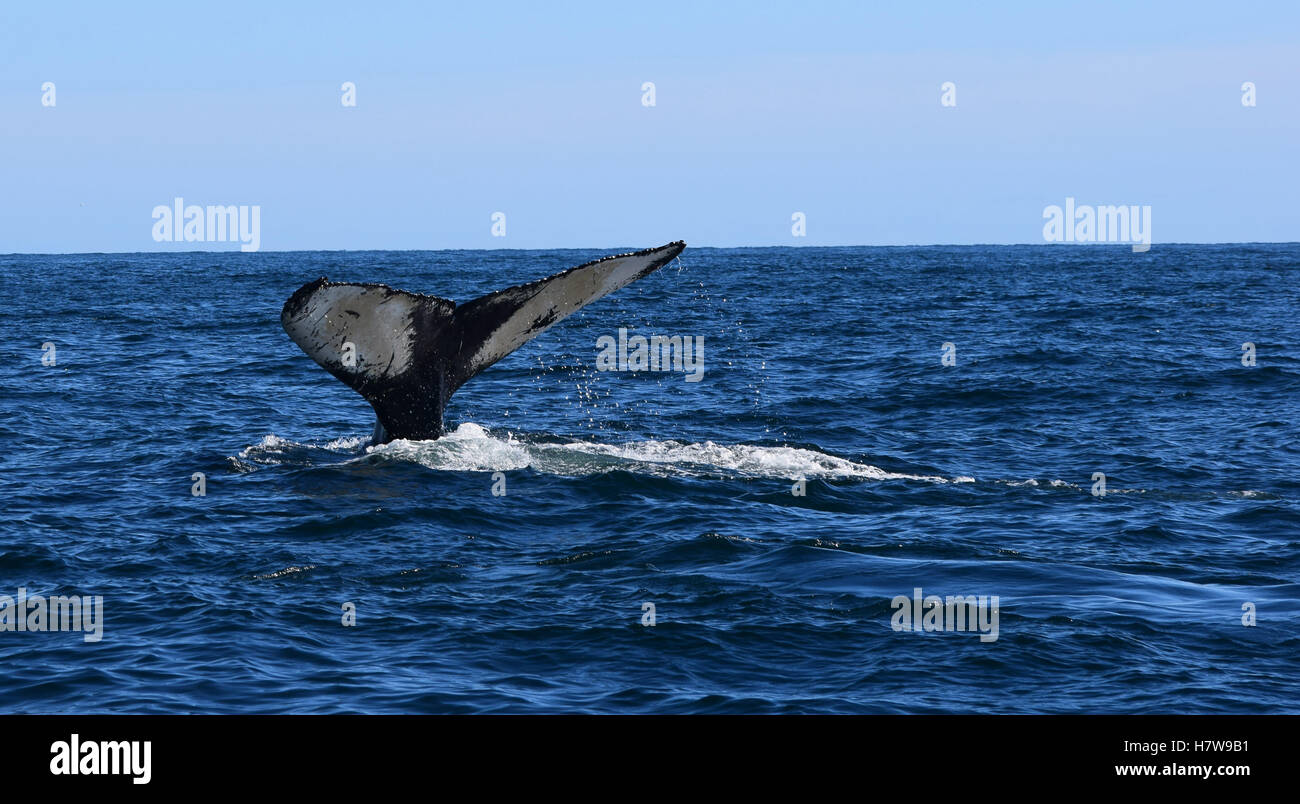 Une baleine à bosse connu comme Quichotte effectue un fluke queue comme il plonge sous la surface. Banque D'Images