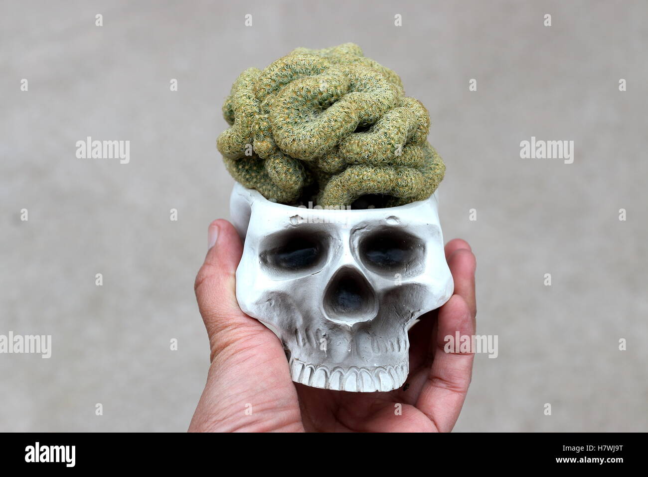 Close up de Mammillaria elongata cristata ou connu sous le nom de Cactus du cerveau Banque D'Images