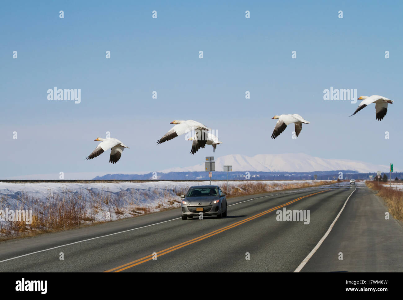 Petit troupeau d'oies blanches volent à travers la Seward Highway près de Potter Marsh en face d'une voiture venant en sens inverse, Southcentral Alaska, USA Banque D'Images