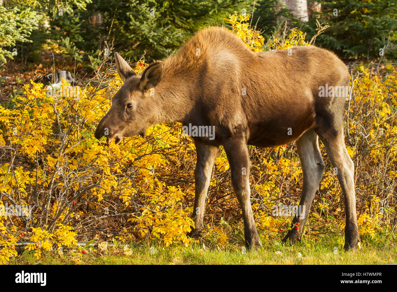 L'alimentation de l'orignal immatures sur automne feuillage coloré à l'ouest d'Anchorage, Southcentral Alaska, USA Banque D'Images