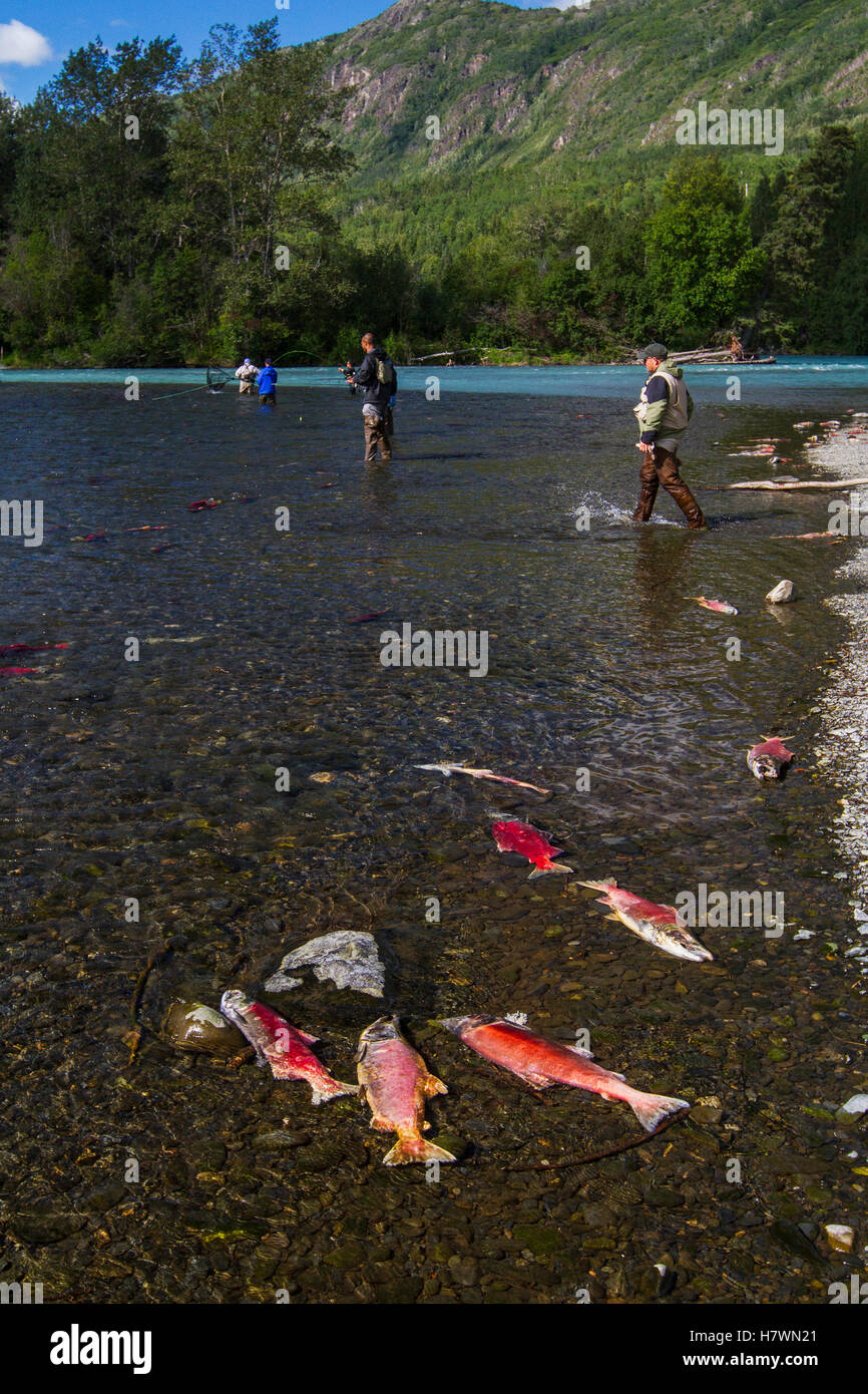 Les pêcheurs de la Fédération de la pêche en rivière avec des saumons rouges frayaient gisant mort au premier plan, péninsule de Kenai, Southcentral Alaska, USA Banque D'Images
