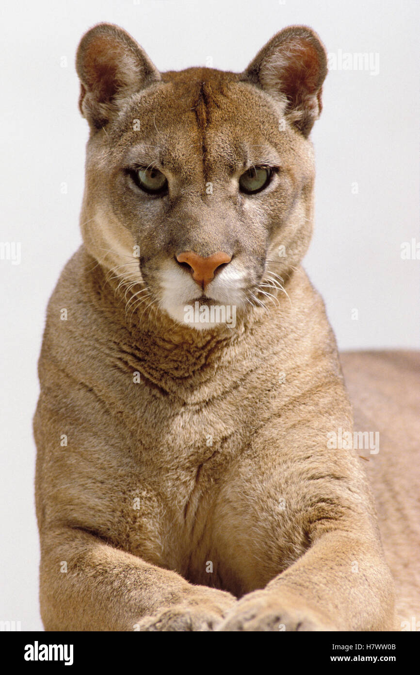 Mountain Lion (Puma concolor) portrait, originaire d'Amérique du Nord et en  Amérique du Sud Photo Stock - Alamy