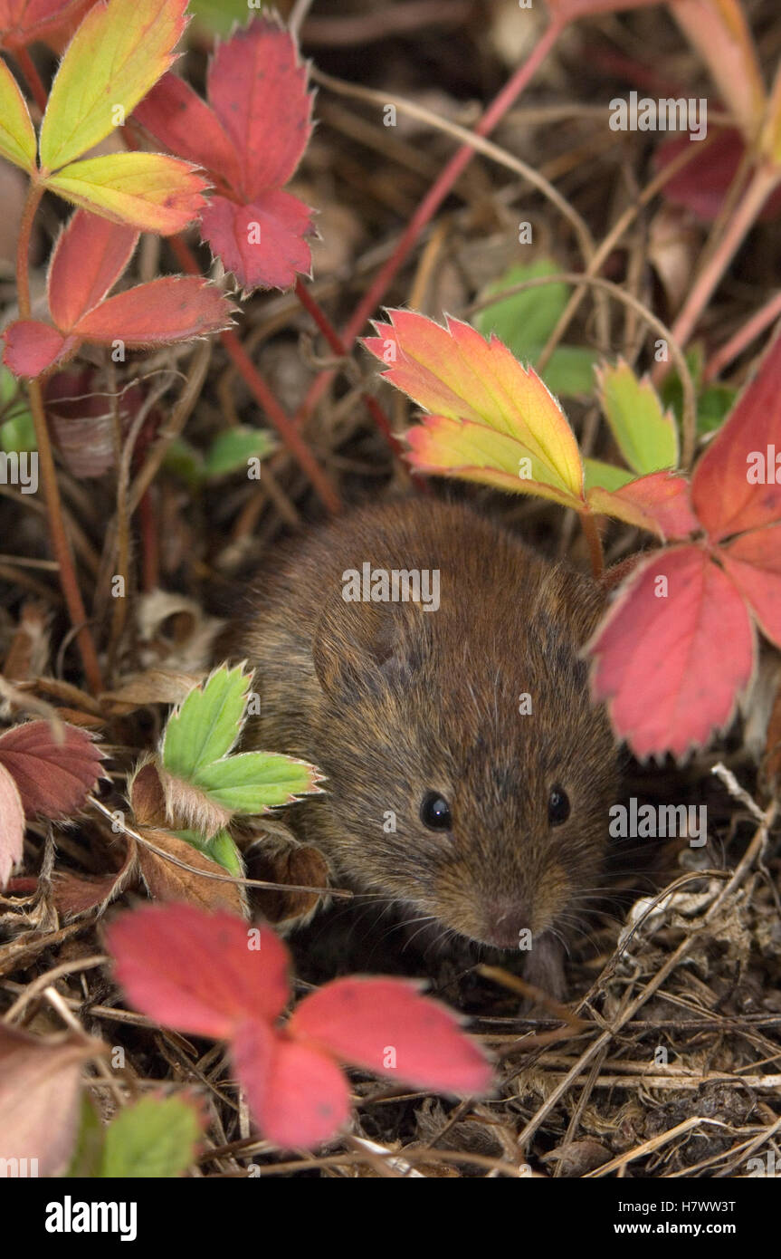 Le nord de campagnol à dos roux de Gapper (Clethrionomys rutilus) dans les plants de fraisier, Alaska Banque D'Images