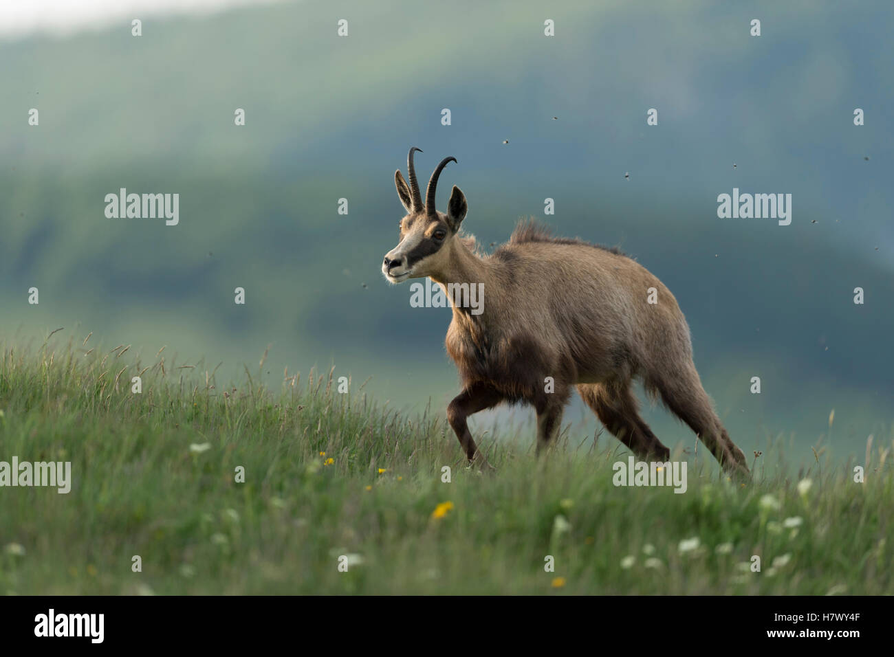 Chamois des Alpes / Gaemse ( Rupicapra rupicapra ) la marche en montée, sur vert prairie alpine, pour le fourrage, dans bel environnement. Banque D'Images