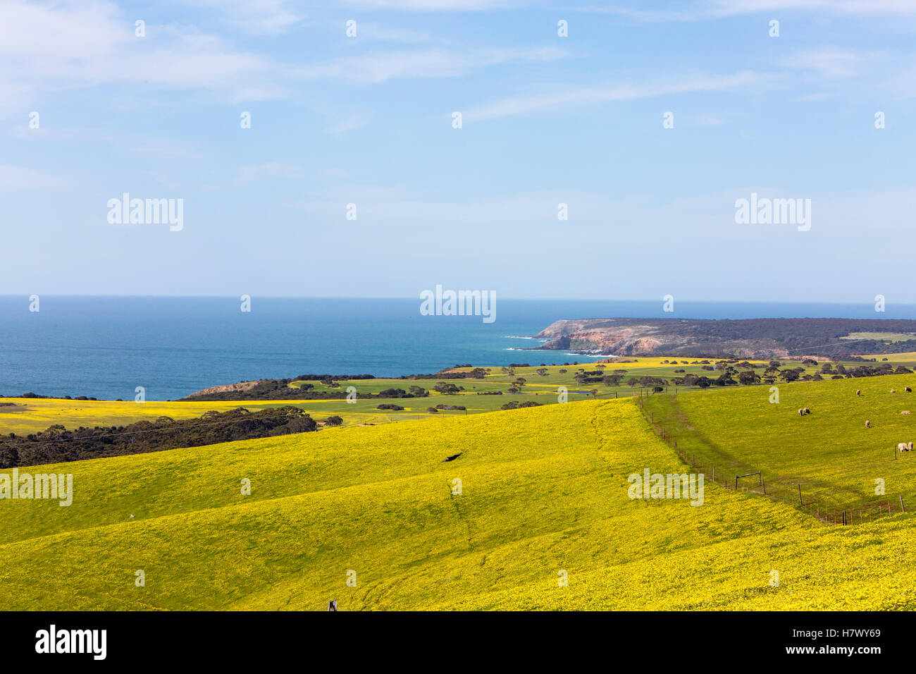 Vue panoramique sur les champs avec des marguerites à North en direction de Stokes Bay sur Kangaroo Island, Australie du Sud Banque D'Images