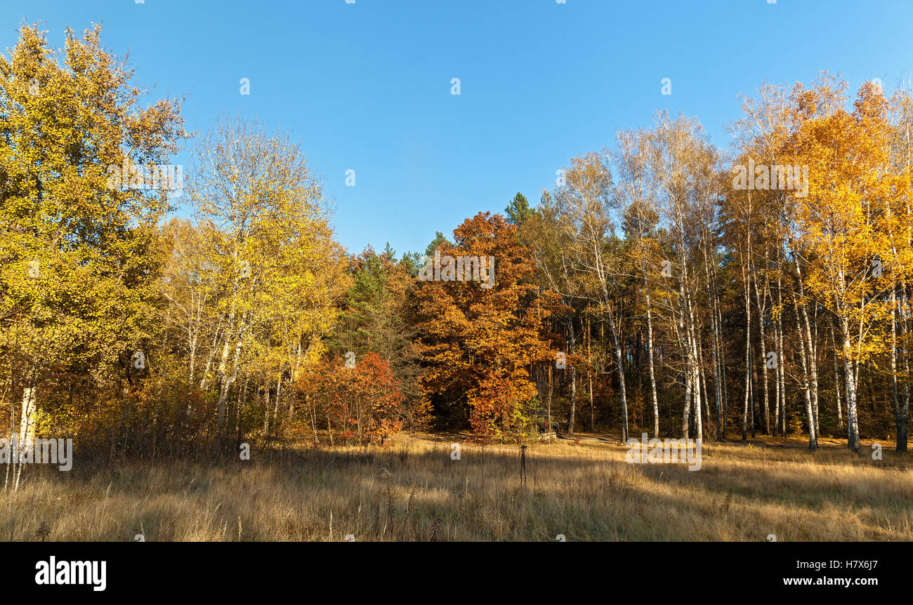 Forest Edge avec beaucoup d'arbres avec des couleurs différentes à l'apogée de l'automne Banque D'Images