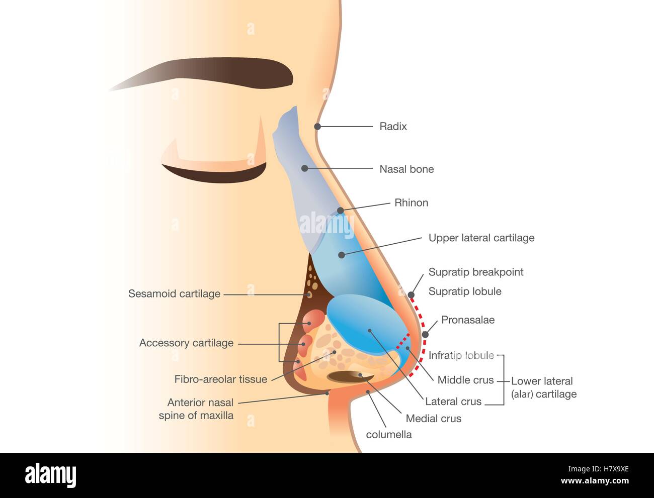 Anatomie du nez humain Illustration de Vecteur