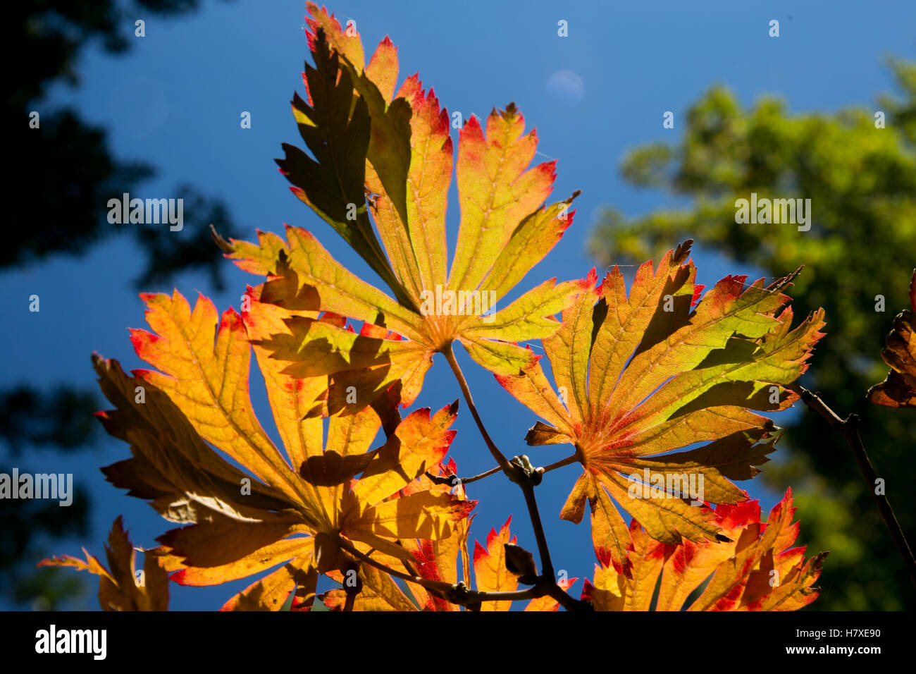 Feuilles de couleur dynamique détaillée à l'automne Banque D'Images