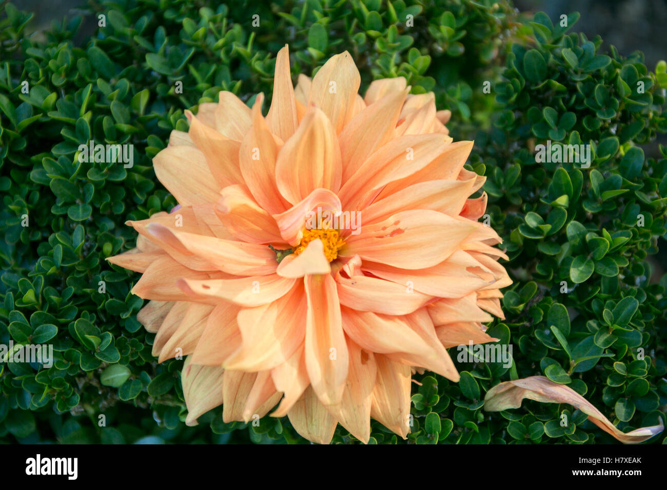 Fleur dahlia colorés dans le jardin botanique Banque D'Images