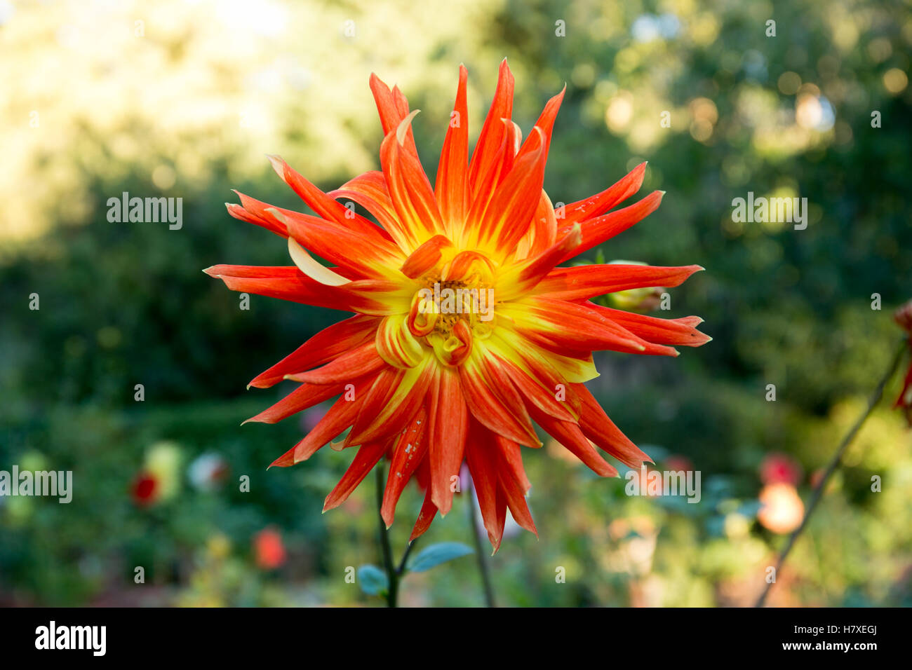 Fleur dahlia colorés dans le jardin botanique Banque D'Images