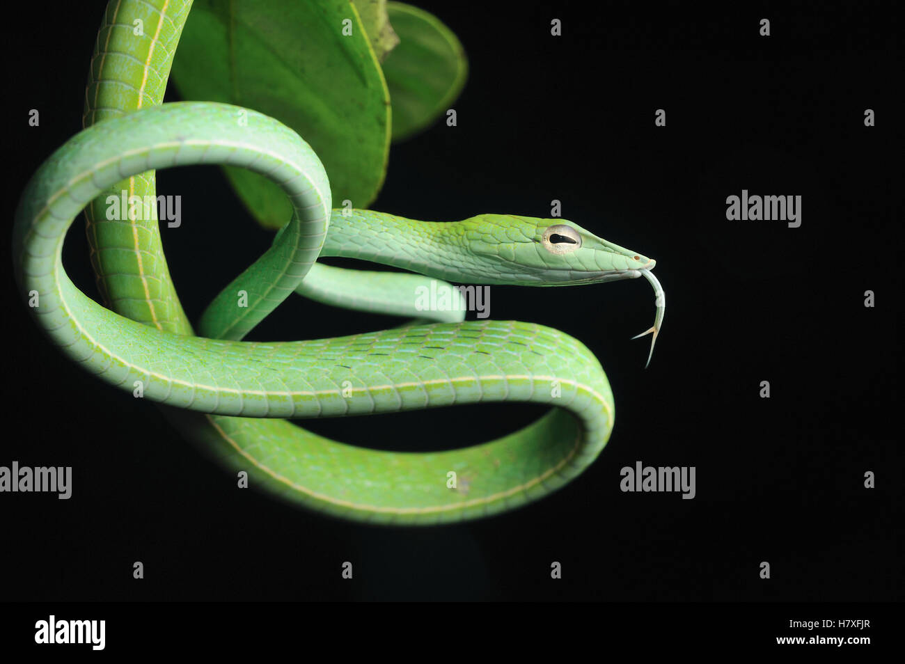 Whip Oriental (serpents Ahaetulla prasina) avec la langue, Danum Valley Conservation Area, Bornéo, Malaisie Banque D'Images