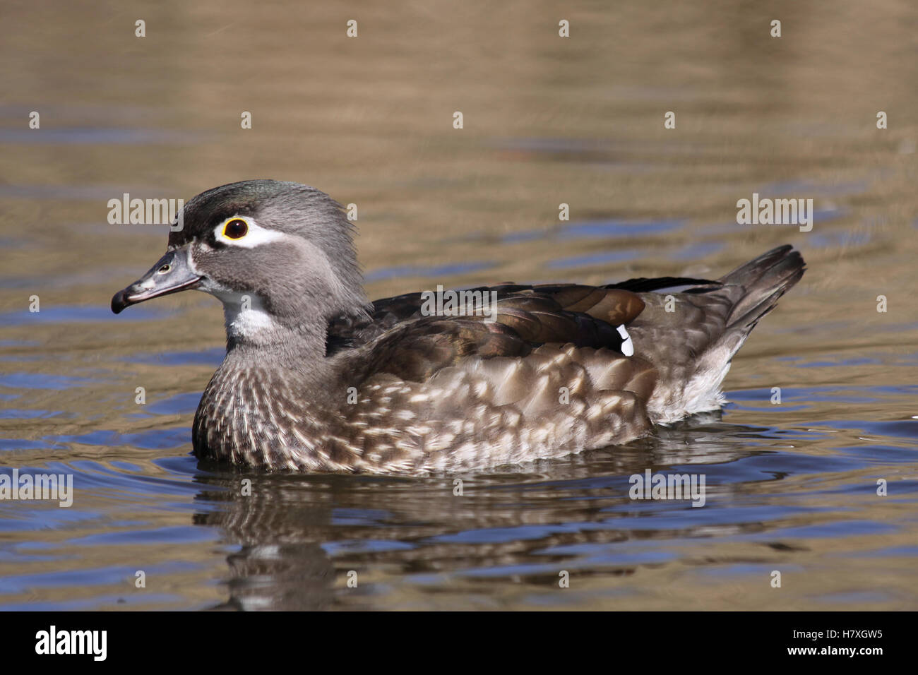 Caroline femelle (bois) Natation Aix sponsa canard sur l'eau prises à Martin simple WWT, Lancashire UK Banque D'Images