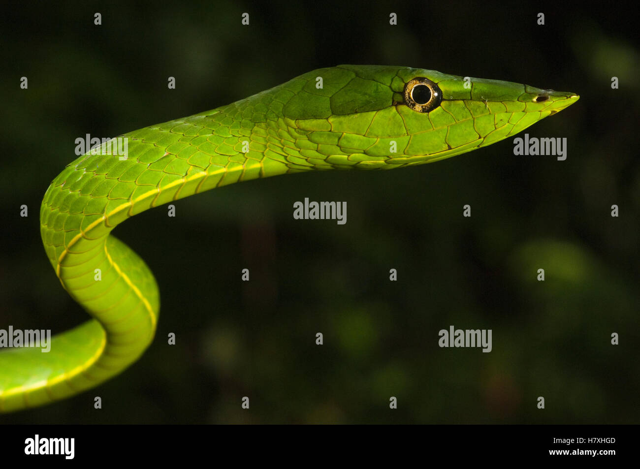 Serpent de vigne verte (Oxybelis fulgidus), Réserve de forêt tropicale d'Iwokrama, Guyana Banque D'Images