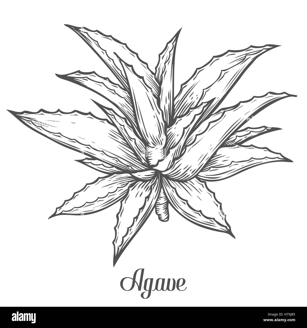 Agave bleu Cactus plante. vector hand drawn illustration sur fond blanc. Ingrédient pour la médecine traditionnelle, le traitement, la DBO Illustration de Vecteur
