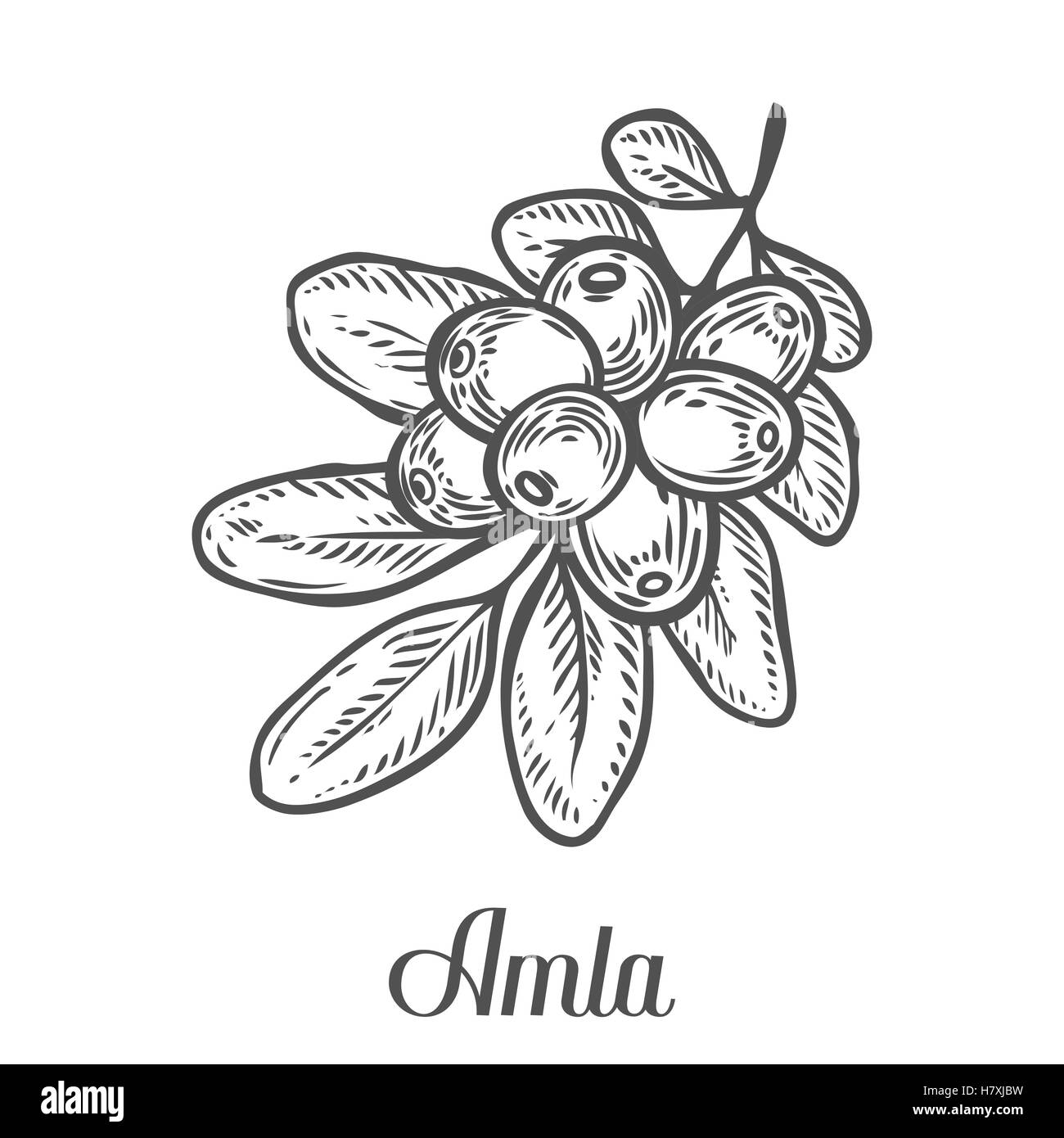 L'amla Indian gooseberry plante, Phyllanthus emblica. Hand drawn vector illustration gravée sketch etch. Pour les cheveux et des ingrédients Illustration de Vecteur
