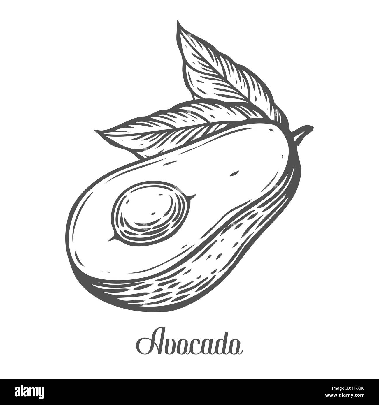 Tranche d'avocat Vector hand drawn vector illustration. Fruit d'été Tropical style gravé. Alimentaire détaillé dessin. Super pour labe Illustration de Vecteur