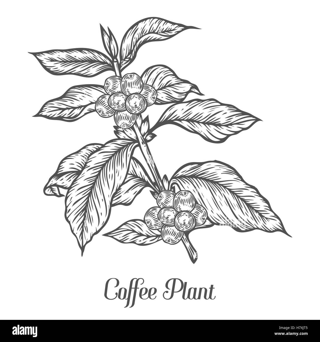 Direction générale de l'usine de café avec la feuille, berry, grain de café, fruits, graines. Les matières organiques naturelles de caféine. Le café vert, le luwak. Noir sur blanc ba Illustration de Vecteur