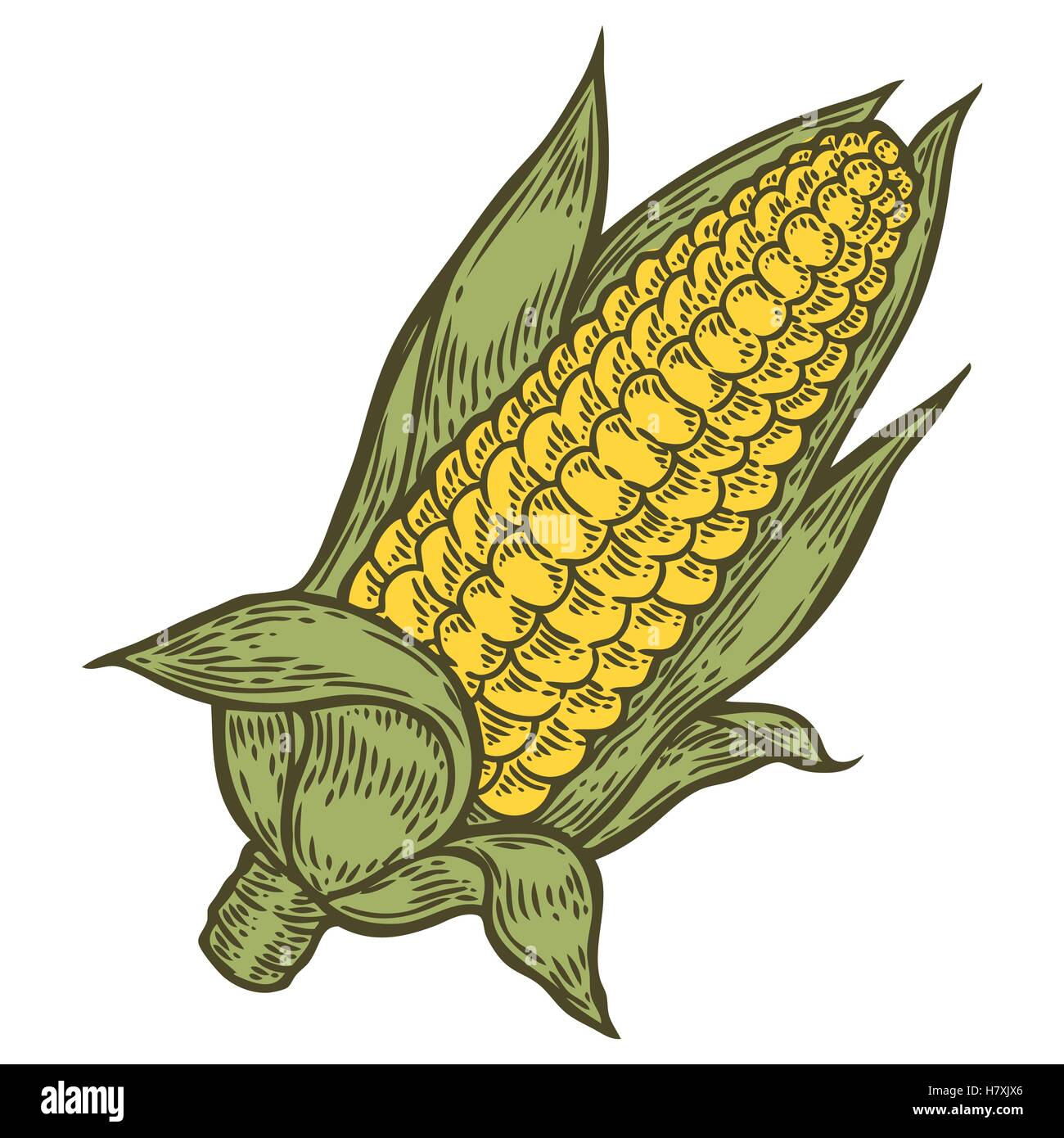 Le Maïs Le maïs a vecteur. Isolé sur fond blanc. Le maïs de l'ingrédient alimentaire. Illustration gravée à la main en rétro vintage sty Illustration de Vecteur