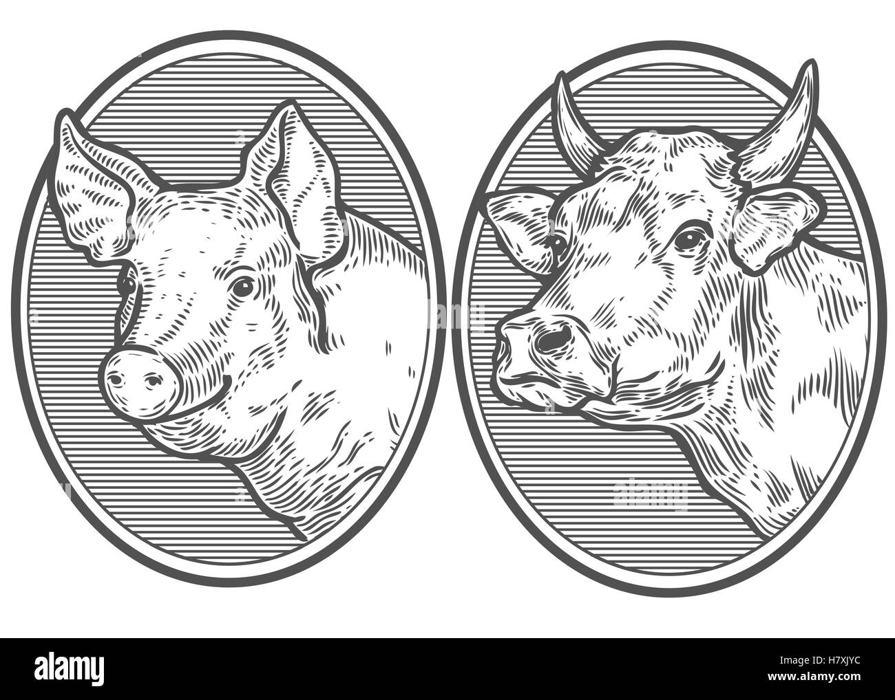 Tête de cochon et vache. Croquis dessinés à la main, dans un style graphique. Vintage vector illustration gravure pour poster, web. Isolated on white Illustration de Vecteur