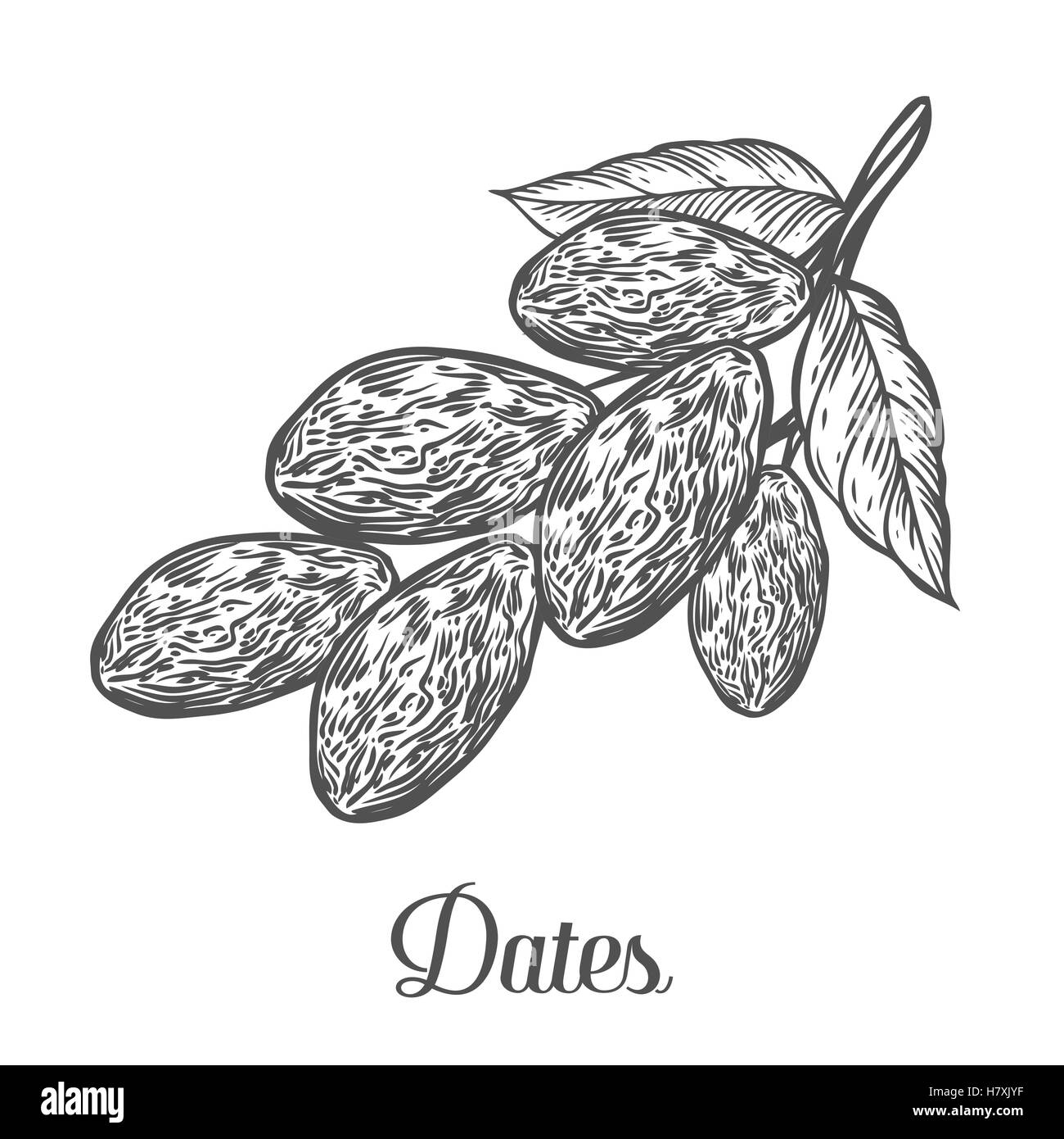 Les dates. Hand drawn vector illustration de dattes séchées (Ramadan Iftar) alimentation alimentation biologique date palm sur fond blanc. Illustration de Vecteur