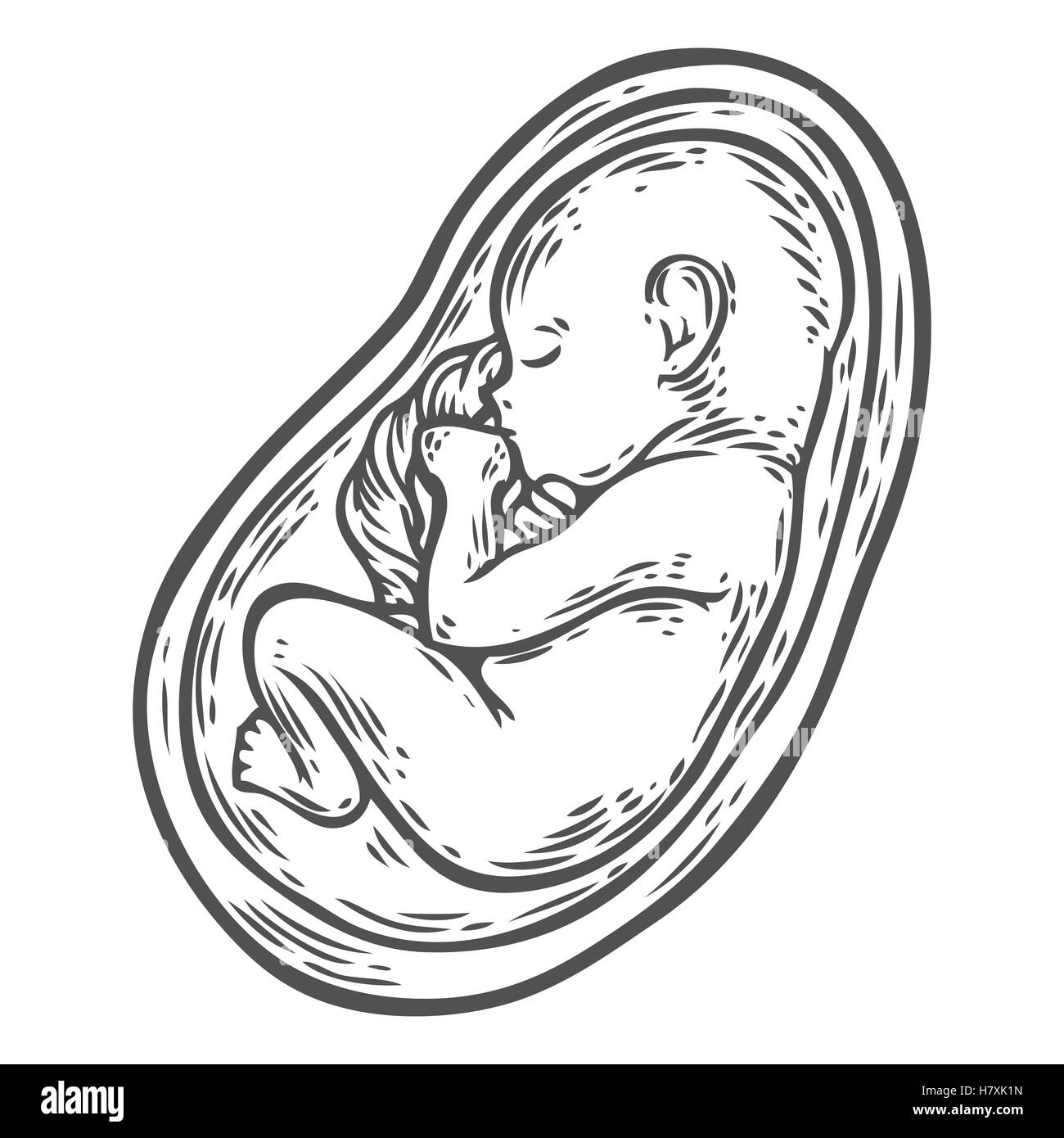 Foetus humain concept hand drawn vector illustration bébé en croissance prénatale, umbilicle épinière isolé sur un fond blanc comme un ob Illustration de Vecteur