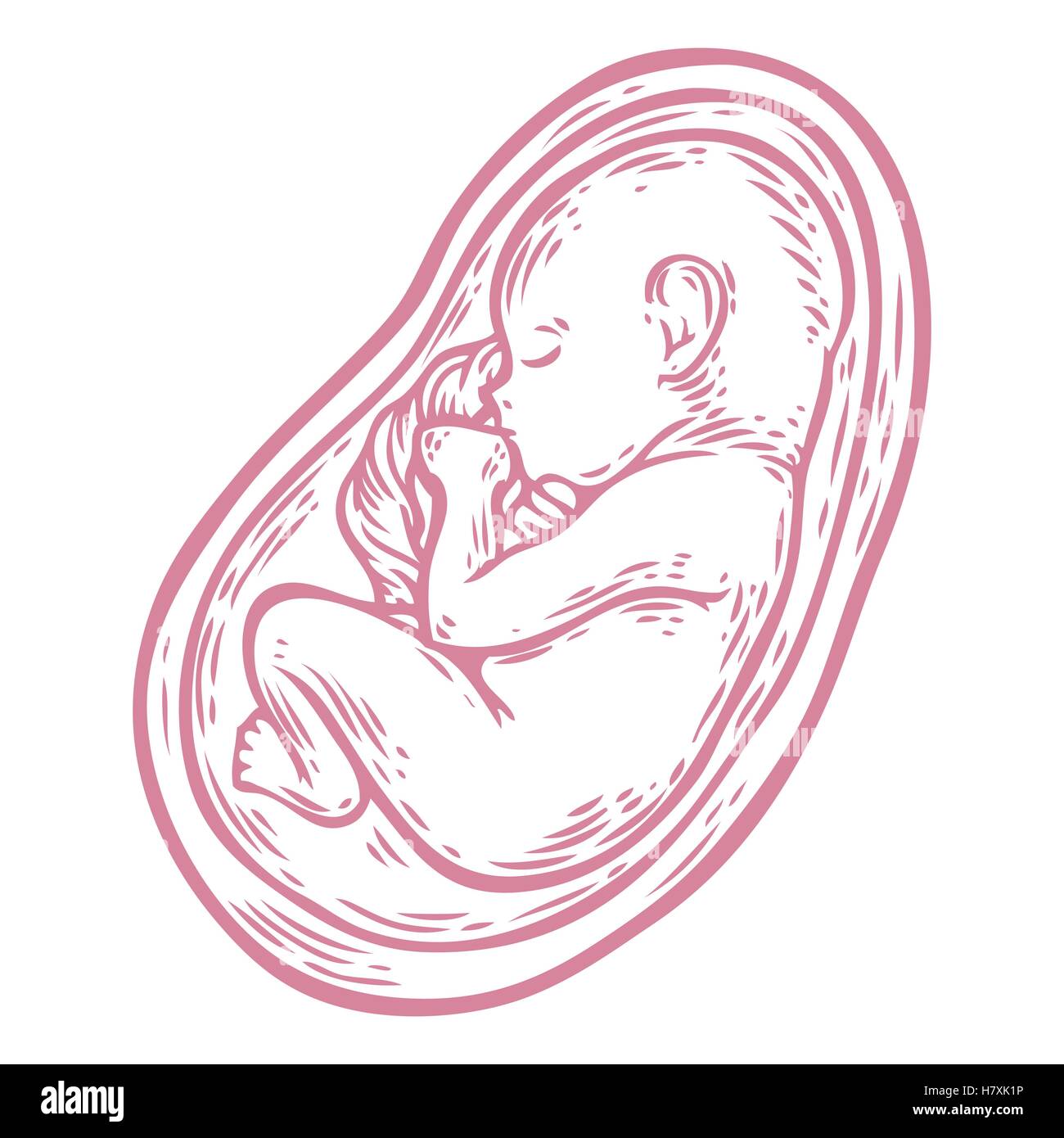 Foetus humain concept hand drawn vector illustration bébé en croissance prénatale, umbilicle épinière isolé sur un fond blanc comme un ob Illustration de Vecteur