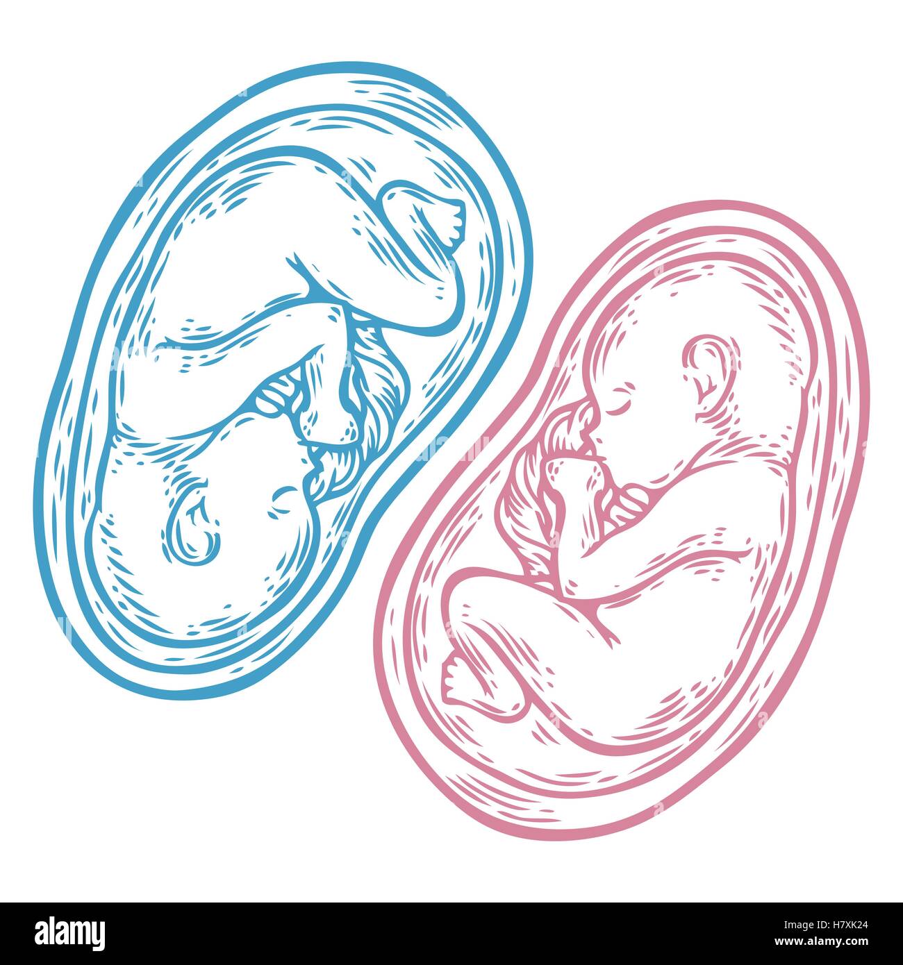 Les jumeaux foetus concept hand drawn vector illustration bébé en croissance prénatale, umbilicle épinière isolé sur un fond blanc. Illustration de Vecteur